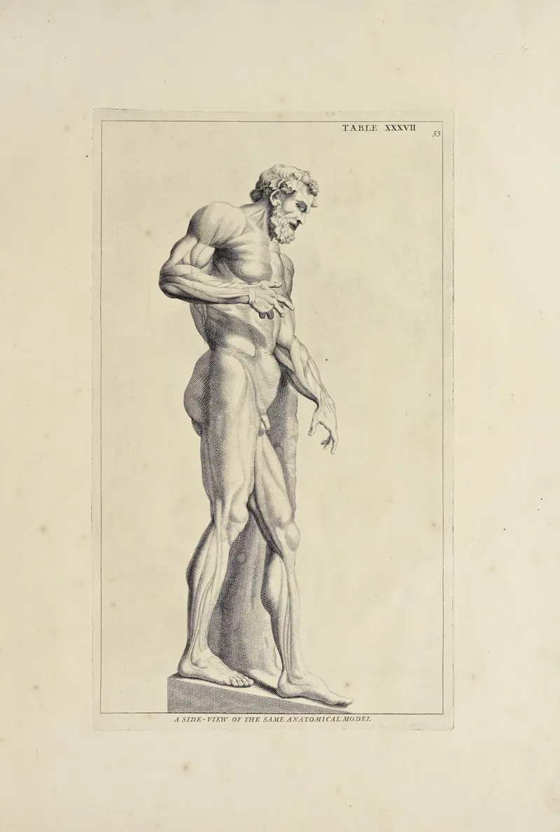 Anatomy Improvd And Illustrated With Regard To The Uses Thereof In Designing Pl 37 Wall Art by Michael van der Gucht - High-Resolution Digital Print