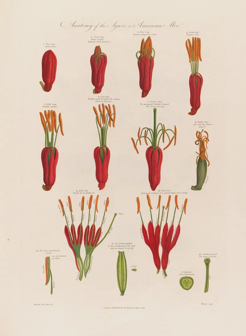 Anatomy Of The Agave Or The American Aloe Wall Art by Robert John Thornton - High-Resolution Digital Print