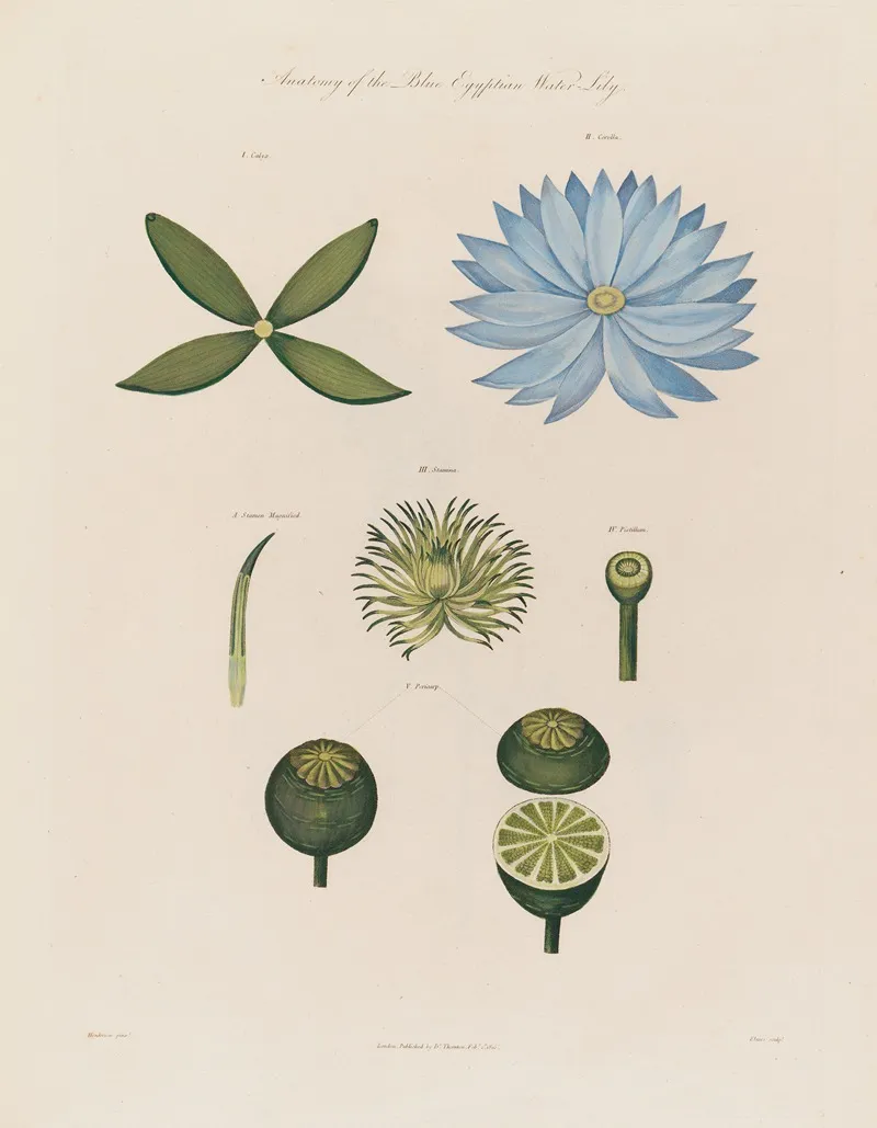 Anatomy Of The Blue Egyptian Water Lily Wall Art by Robert John Thornton - High-Resolution Digital Print