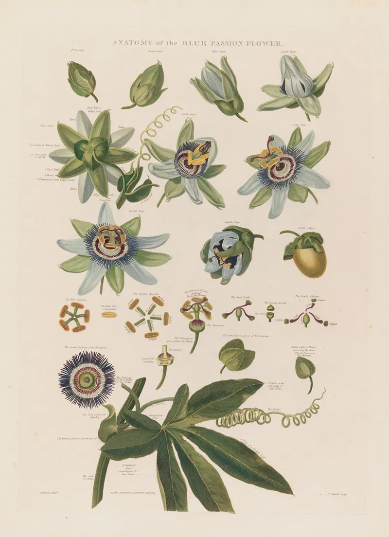 Anatomy Of The Blue Passion Flower Wall Art by Robert John Thornton - High-Resolution Digital Print