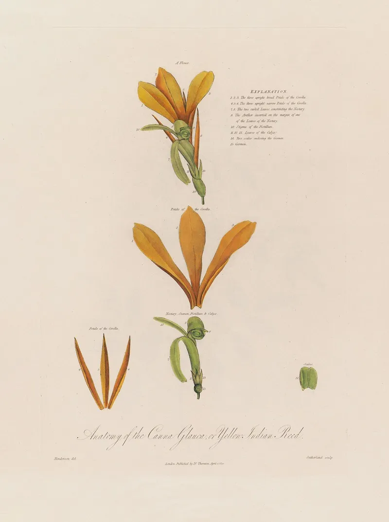 Anatomy Of The Canna Glauca Or Yellow Indian Reed Wall Art by Robert John Thornton - High-Resolution Digital Print