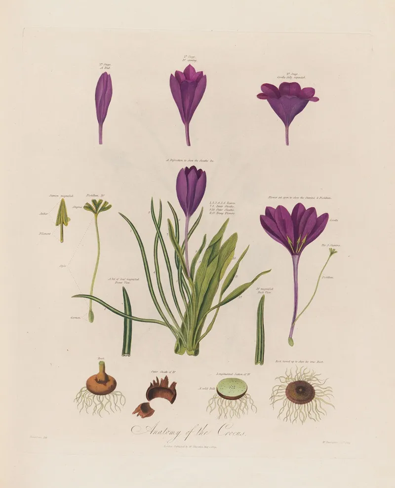 Anatomy Of The Crocus Wall Art by Robert John Thornton - High-Resolution Digital Print