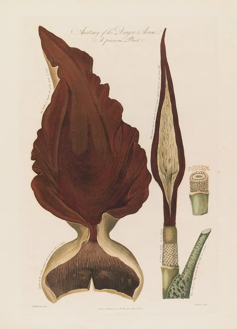Anatomy Of The Dragon Arum A Poisonous Plant Wall Art by Robert John Thornton - High-Resolution Digital Print