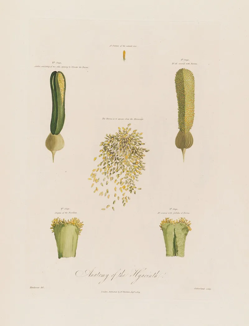 Anatomy Of The Hyacinth Wall Art by Robert John Thornton - High-Resolution Digital Print