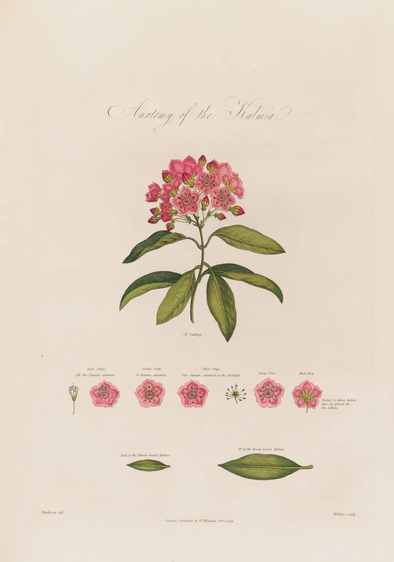 Anatomy Of The Kalmia Wall Art by Robert John Thornton - High-Resolution Digital Print