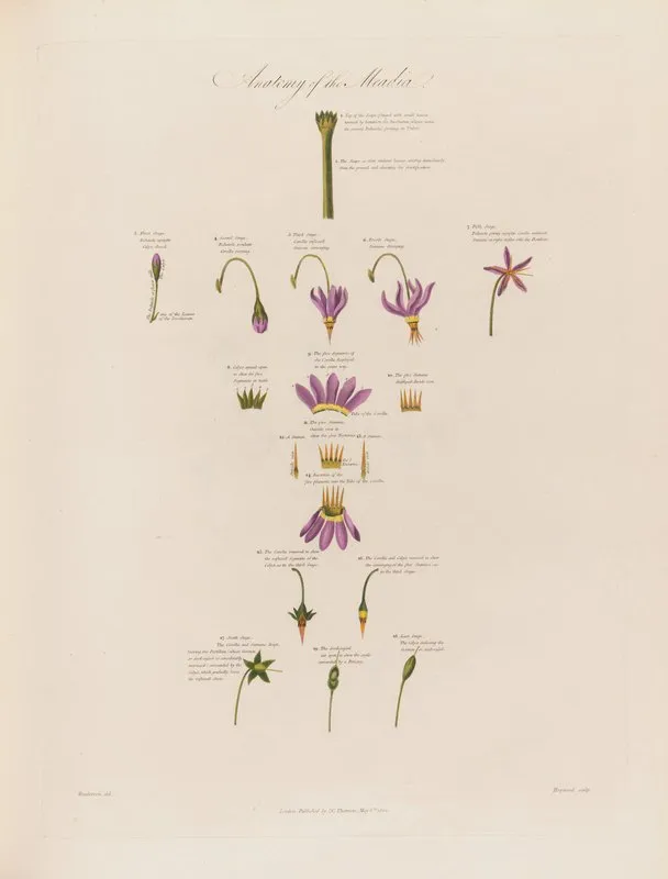 Anatomy Of The Meadia Wall Art by Robert John Thornton - High-Resolution Digital Print