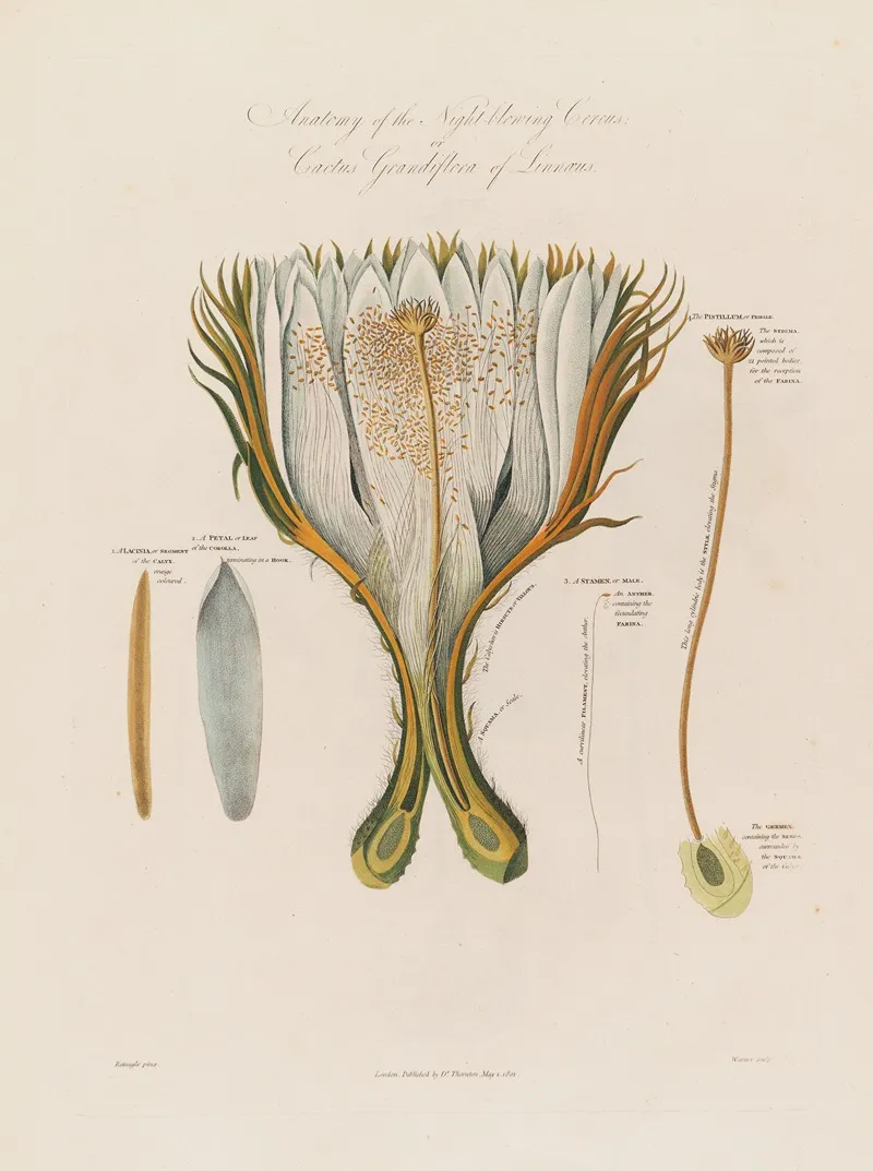 Anatomy Of The Night Blowing Cereus Or Cactus Grandiflora Of Linnaeus Wall Art by Robert John Thornton - High-Resolution Digital Print