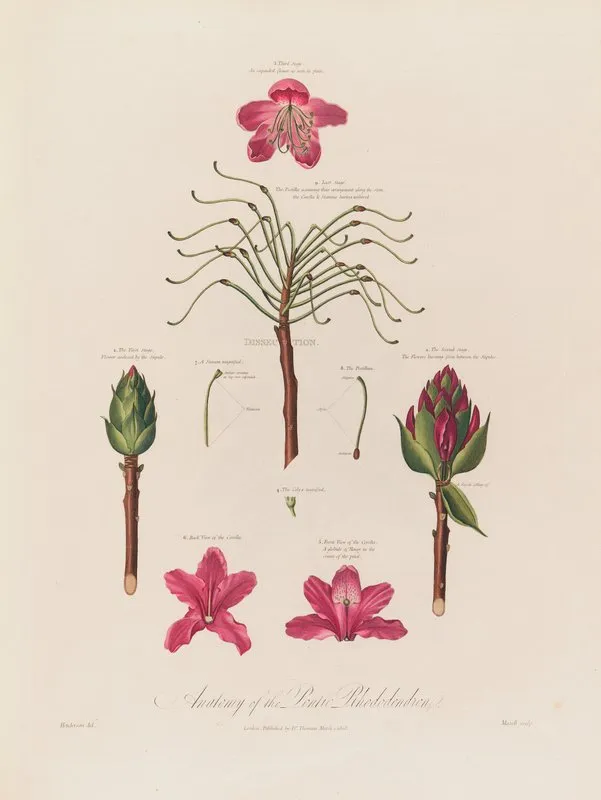 Anatomy Of The Pontic Rhododendron Wall Art by Robert John Thornton - High-Resolution Digital Print