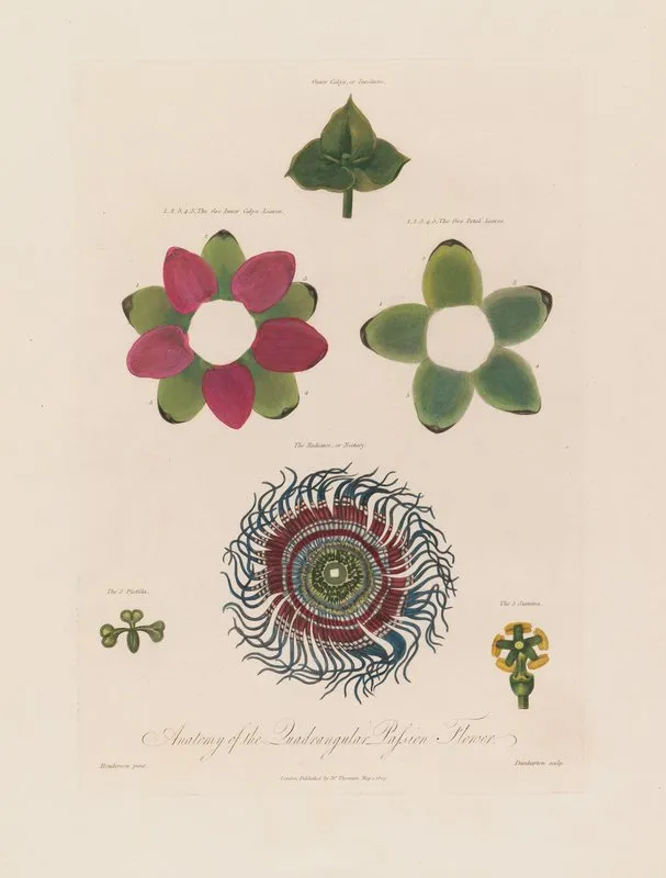 Anatomy Of The Quadrangular Passion Flower Wall Art by Robert John Thornton - High-Resolution Digital Print