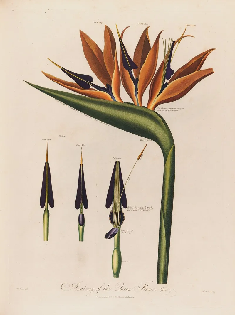 Anatomy Of The Queen Flower Wall Art by Robert John Thornton - High-Resolution Digital Print