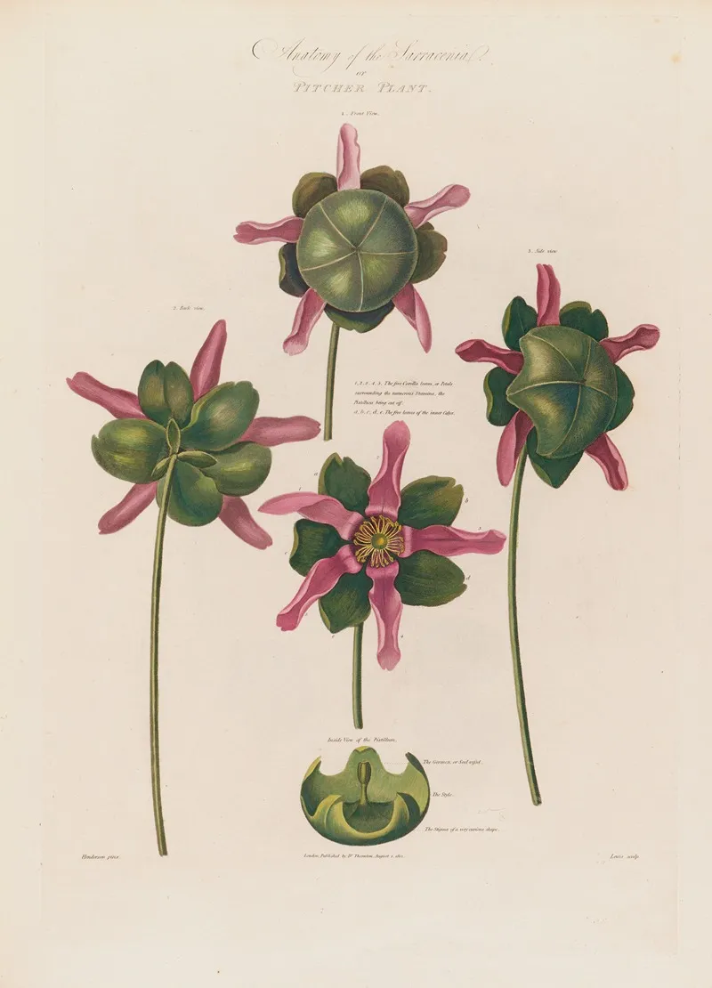 Anatomy Of The Sarracenia Or Pitcher Plant Wall Art by Robert John Thornton - High-Resolution Digital Print
