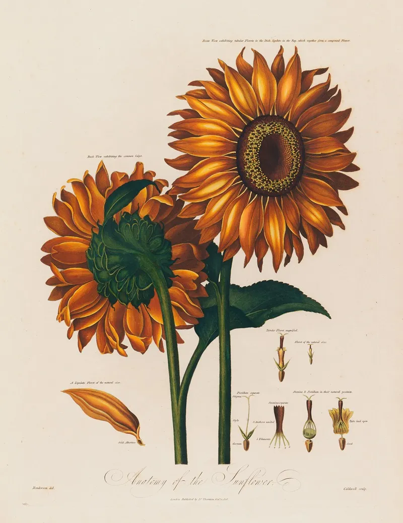 Anatomy Of The Sunflower Wall Art by Robert John Thornton - High-Resolution Digital Print