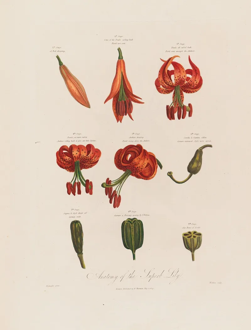 Anatomy Of The Superb Lily Wall Art by Robert John Thornton - High-Resolution Digital Print