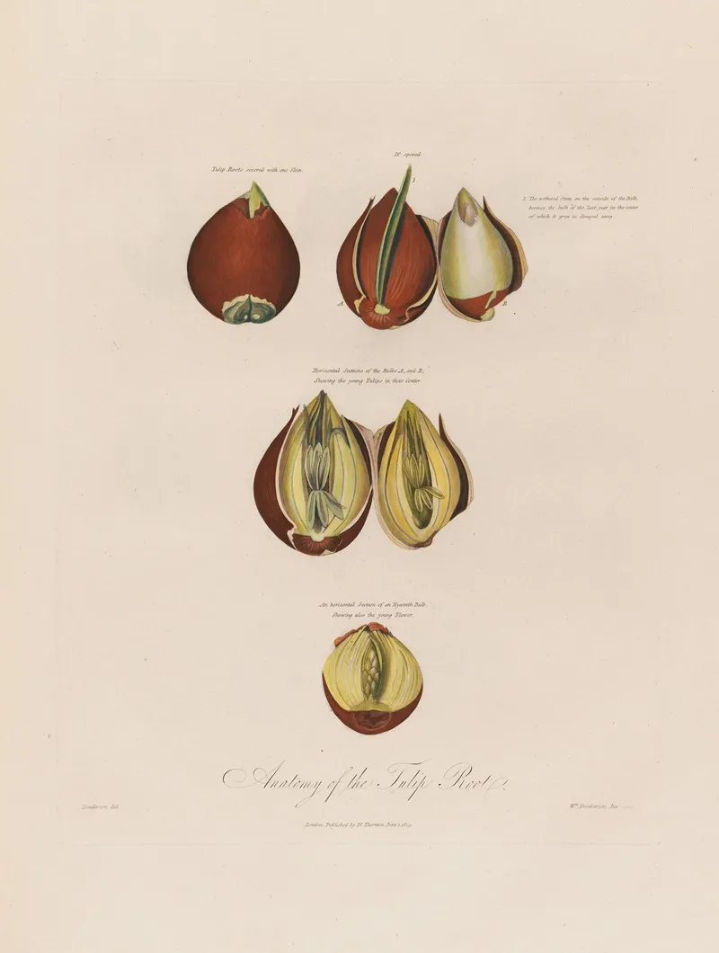 Anatomy Of The Tulip Root Wall Art by Robert John Thornton - High-Resolution Digital Print