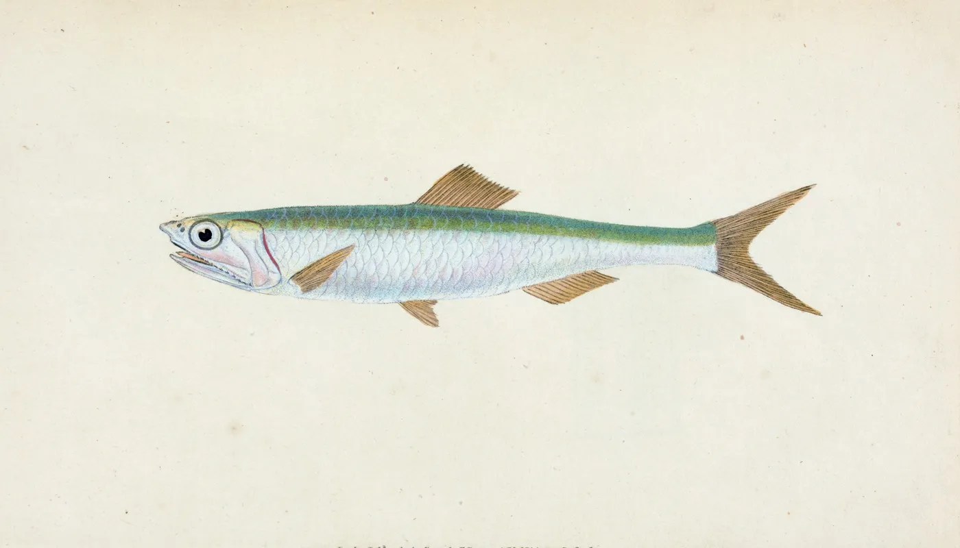 Anchovy Clupea Encrasicolus Wall Art by Edward Donovan - High-Resolution Digital Print