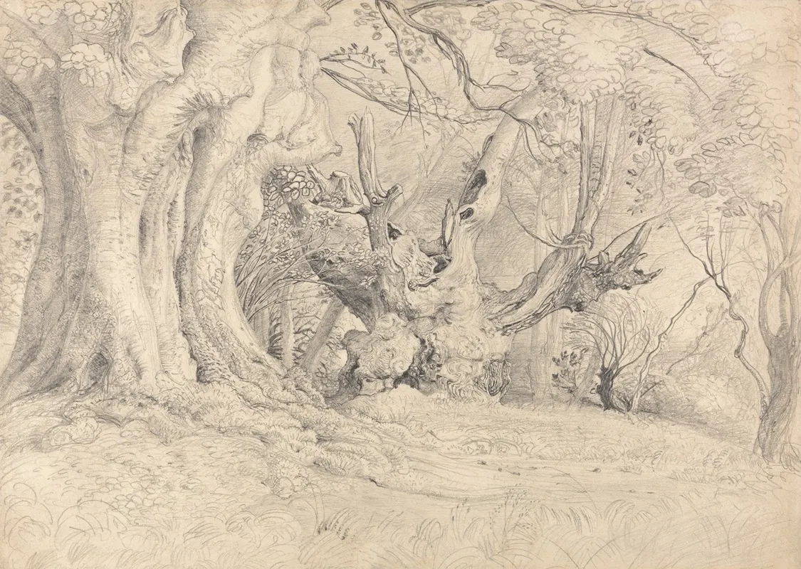 Ancient Trees Lullingstone Park