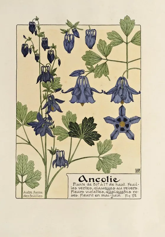 Ancolie 4 Wall Art by Maurice Pillard Verneuil - High-Resolution Digital Print