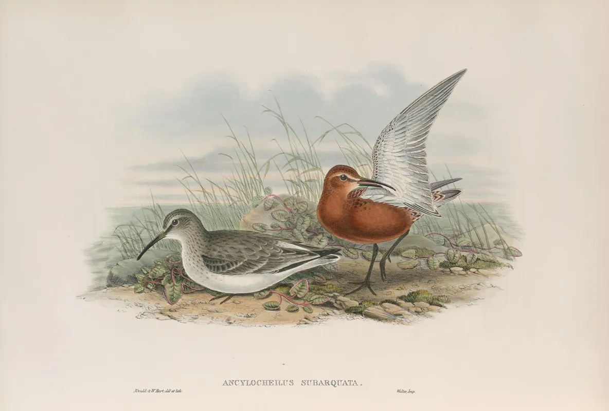Ancylocheilus Subarquata Curlew Sandpiper Wall Art by John Gould - High-Resolution Digital Print