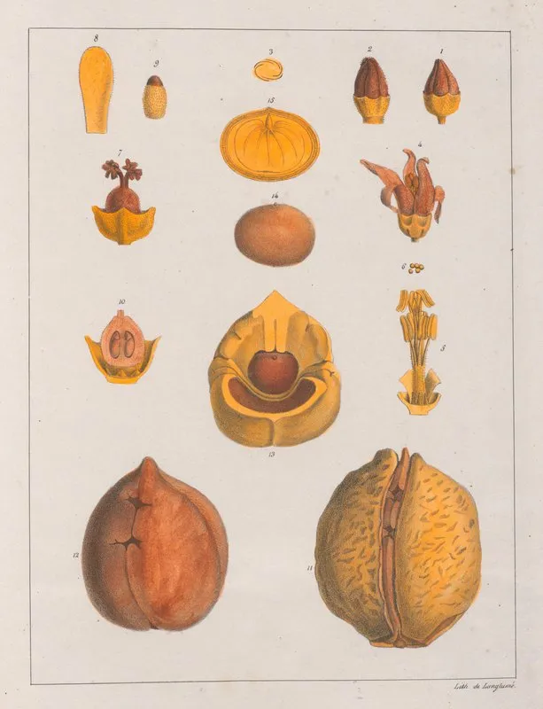 Anda Gomesii 2 Wall Art by Auguste de Saint-Hilaire - High-Resolution Digital Print