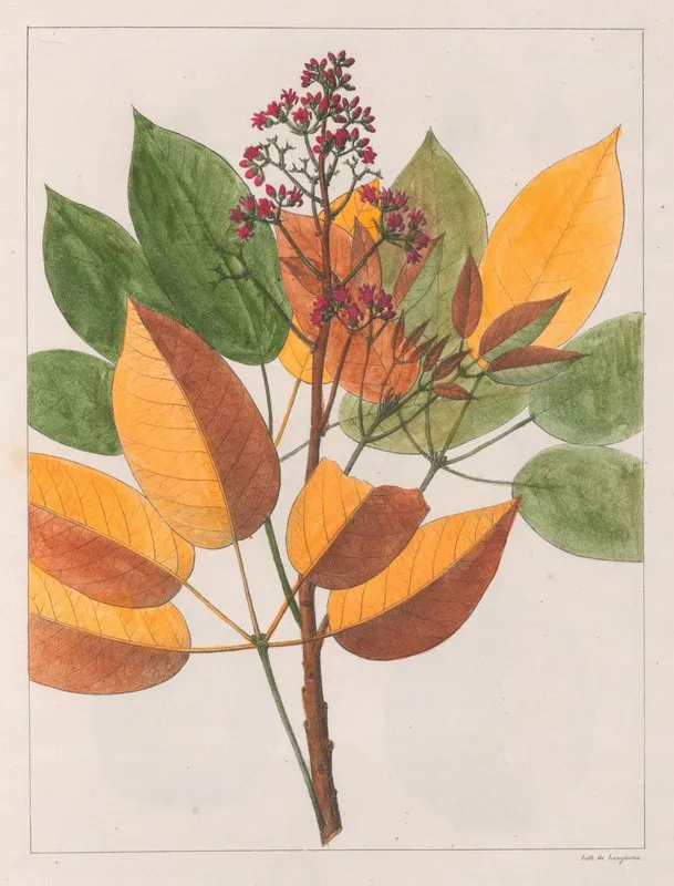 Anda Gomesii Wall Art by Auguste de Saint-Hilaire - High-Resolution Digital Print