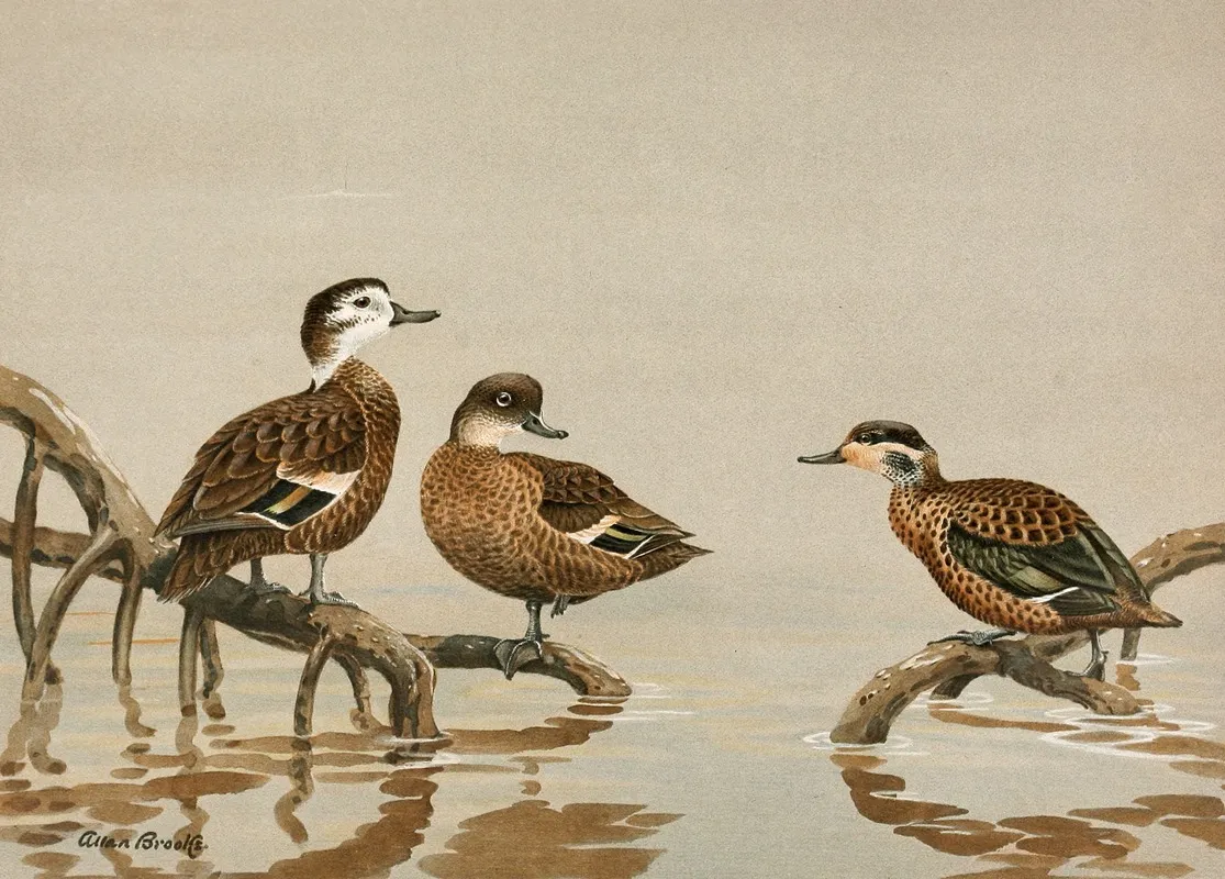 Andaman Teal Hottentot Teal Wall Art by Allan Brooks - High-Resolution Digital Print