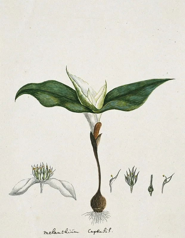 Androcymbium Capense L Krause Wall Art by Robert Jacob Gordon - High-Resolution Digital Print
