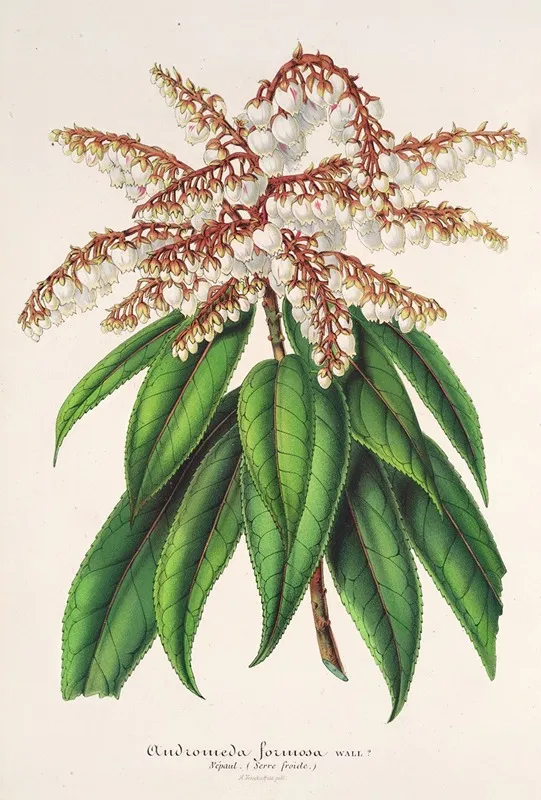 Andromeda Comarostaphylis Formosa Wall Art by Charles Antoine Lemaire - High-Resolution Digital Print