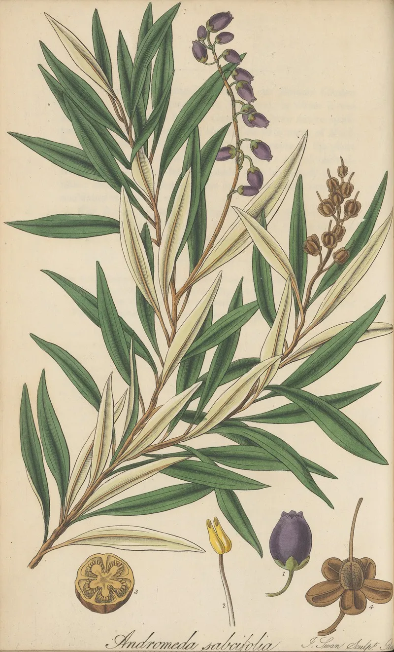 Andromeda Salicifolia Wall Art by William Jackson Hooker - High-Resolution Digital Print