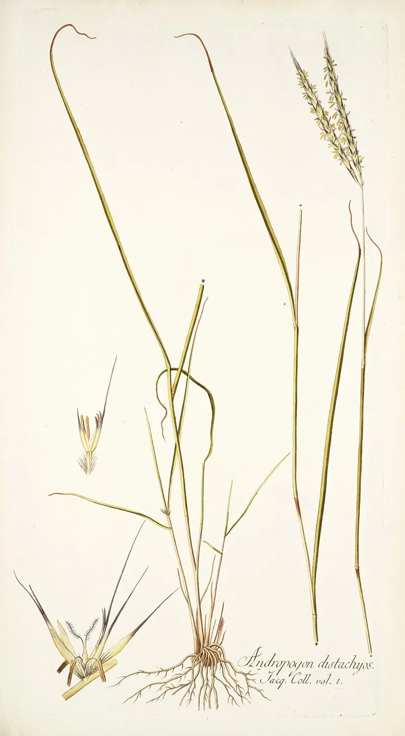 Andropogon Distachyos Wall Art by Nikolaus Joseph Freiherr von Jacquin - High-Resolution Digital Print