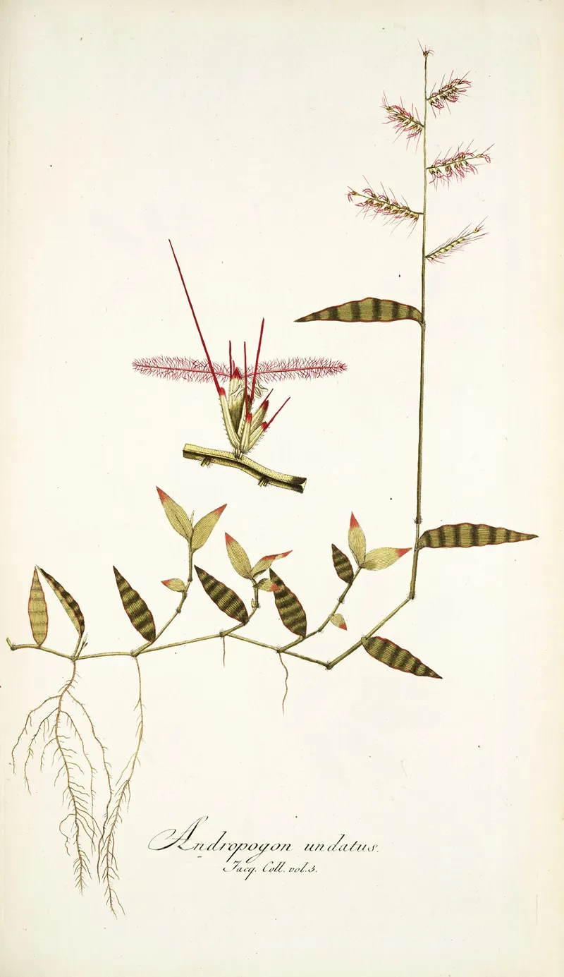 Andropogon Undatus Wall Art by Nikolaus Joseph Freiherr von Jacquin - High-Resolution Digital Print