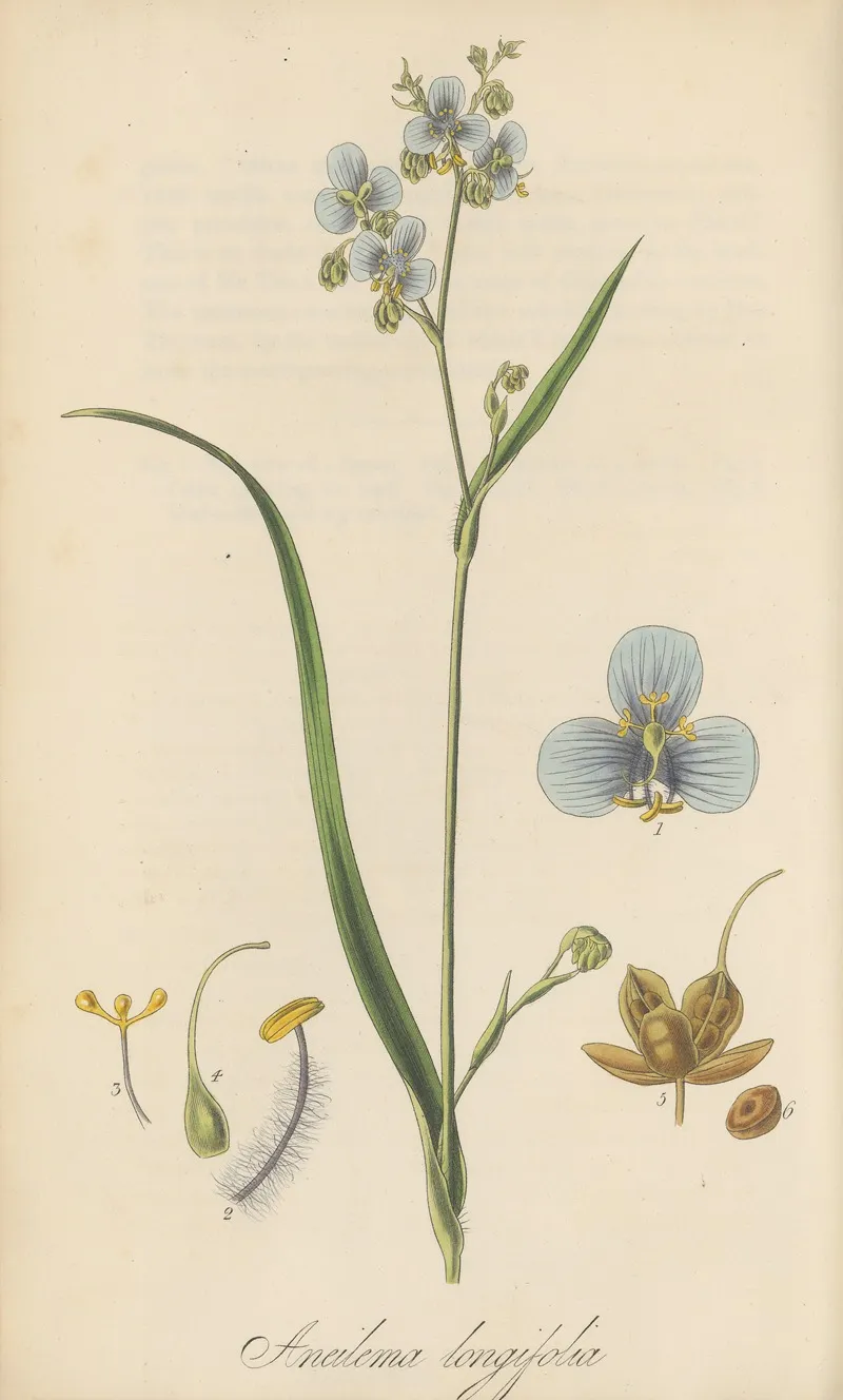 Aneilema Longifolia Wall Art by William Jackson Hooker - High-Resolution Digital Print
