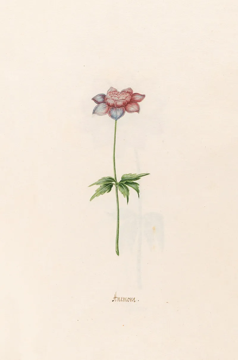 Anemone 11 Wall Art by Magdelena Rosina Funck - High-Resolution Digital Print
