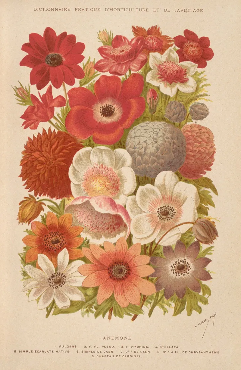 Anemone 14 Wall Art by George Nicholson - High-Resolution Digital Print
