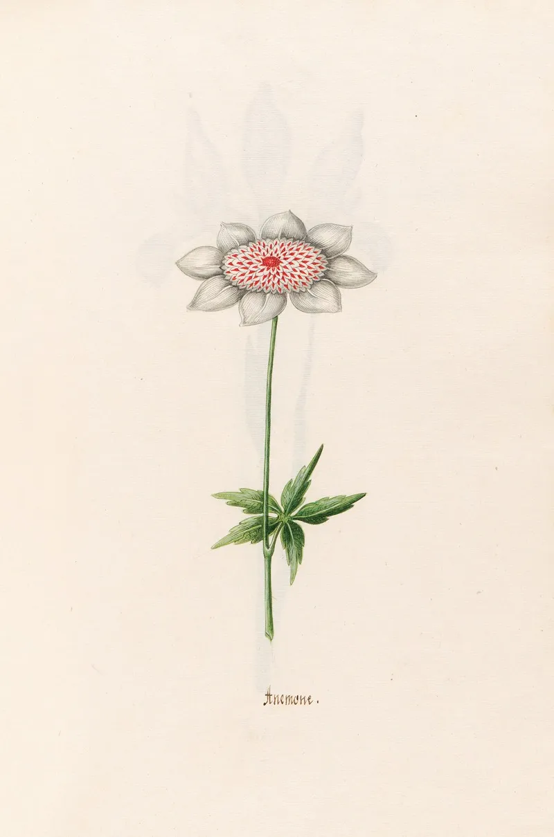 Anemone 4 Wall Art by Magdelena Rosina Funck - High-Resolution Digital Print
