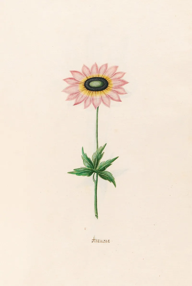 Anemone 5 Wall Art by Magdelena Rosina Funck - High-Resolution Digital Print