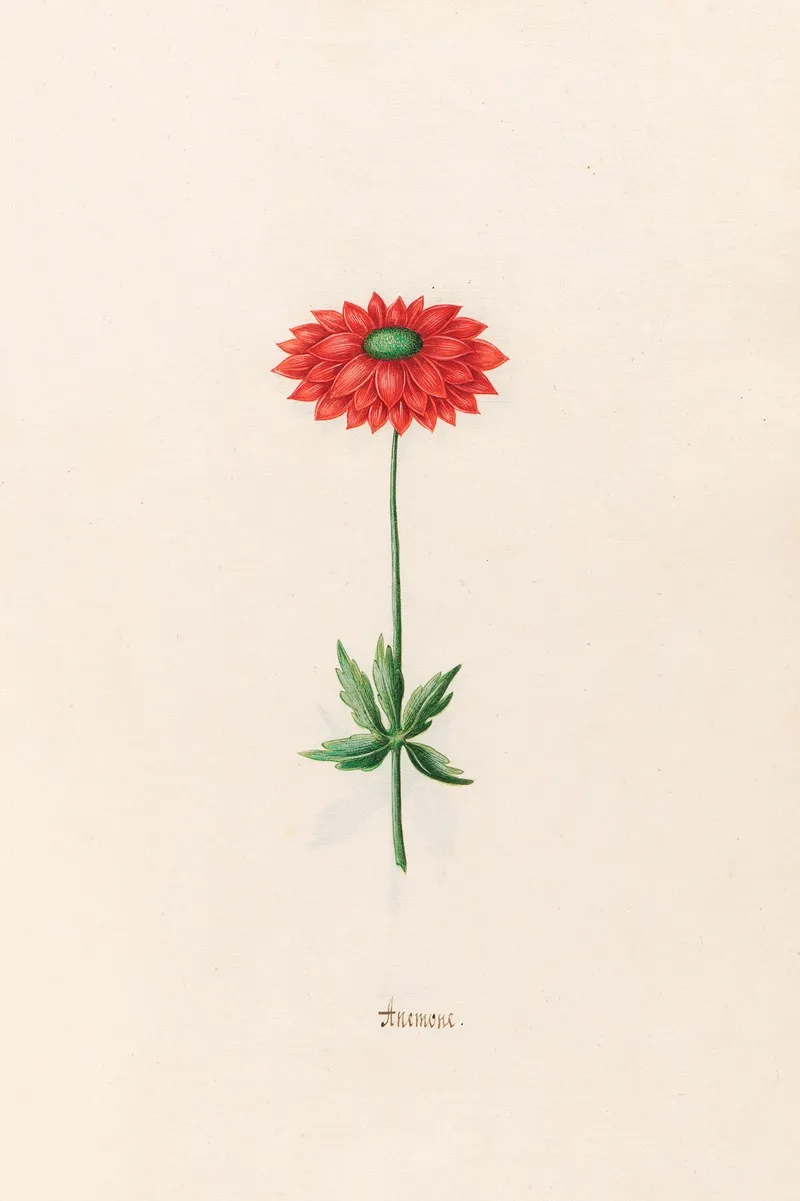 Anemone 7 Wall Art by Magdelena Rosina Funck - High-Resolution Digital Print