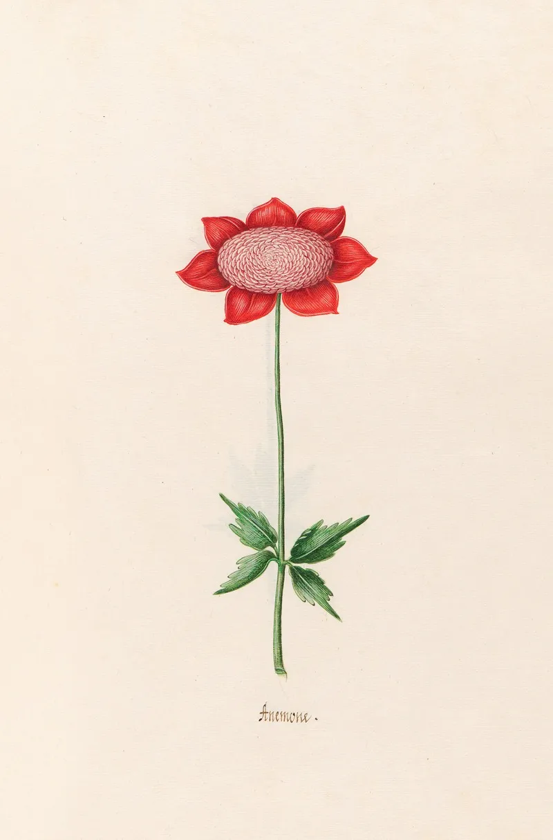 Anemone 8 Wall Art by Magdelena Rosina Funck - High-Resolution Digital Print