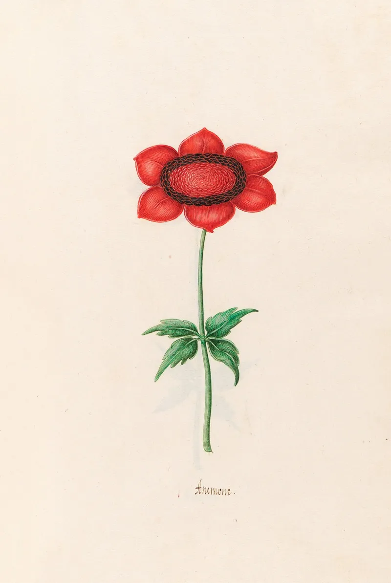 Anemone 9 Wall Art by Magdelena Rosina Funck - High-Resolution Digital Print