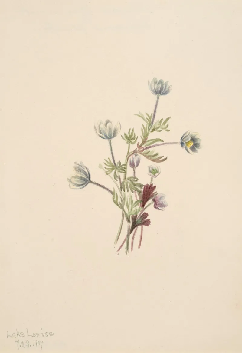 Anemone Anemone Drummondii