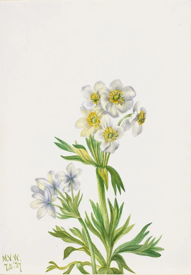 Anemone Anemone Zephyra