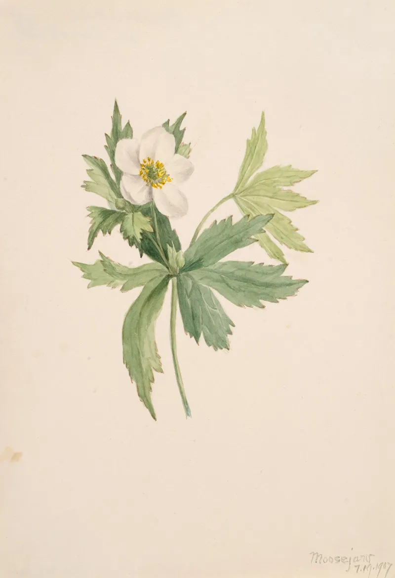 Anemone Canadensis