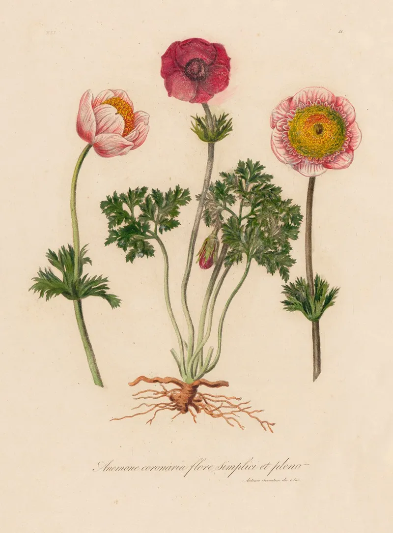 Anemone Coronaria Flore Simplici Et Pleno Wall Art by Gaetano Savi - High-Resolution Digital Print