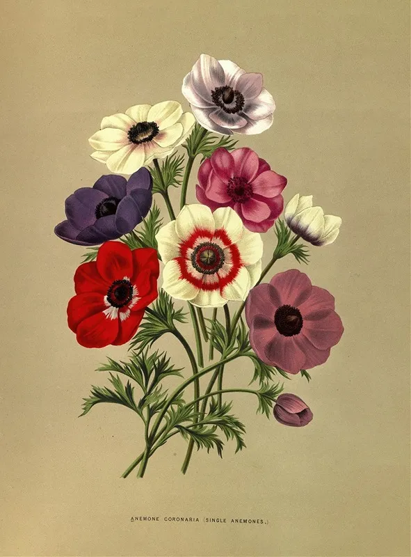 Anemone Coronaria Single Anemones Wall Art by Arentina Hendrica Arendsen - High-Resolution Digital Print