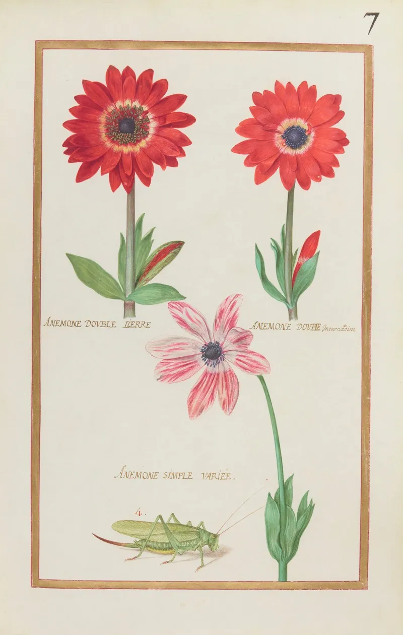 Anemone Double Lierre Anemone Double Incarnadine Anemone Simple Variee Wall Art by Daniel Rabel - High-Resolution Digital Print
