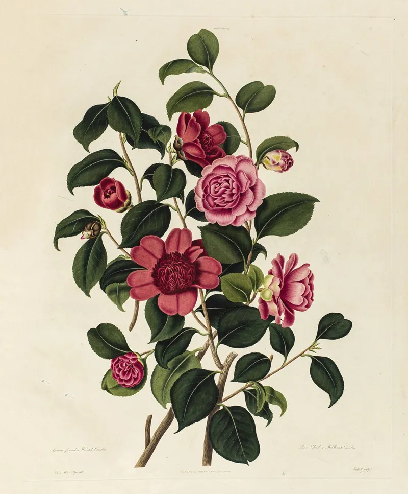 Anemone Flowerd Or Waratah Camellia Rose Colord Or Middlemists Camellia Wall Art by Clara Maria Pope - High-Resolution Digital Print