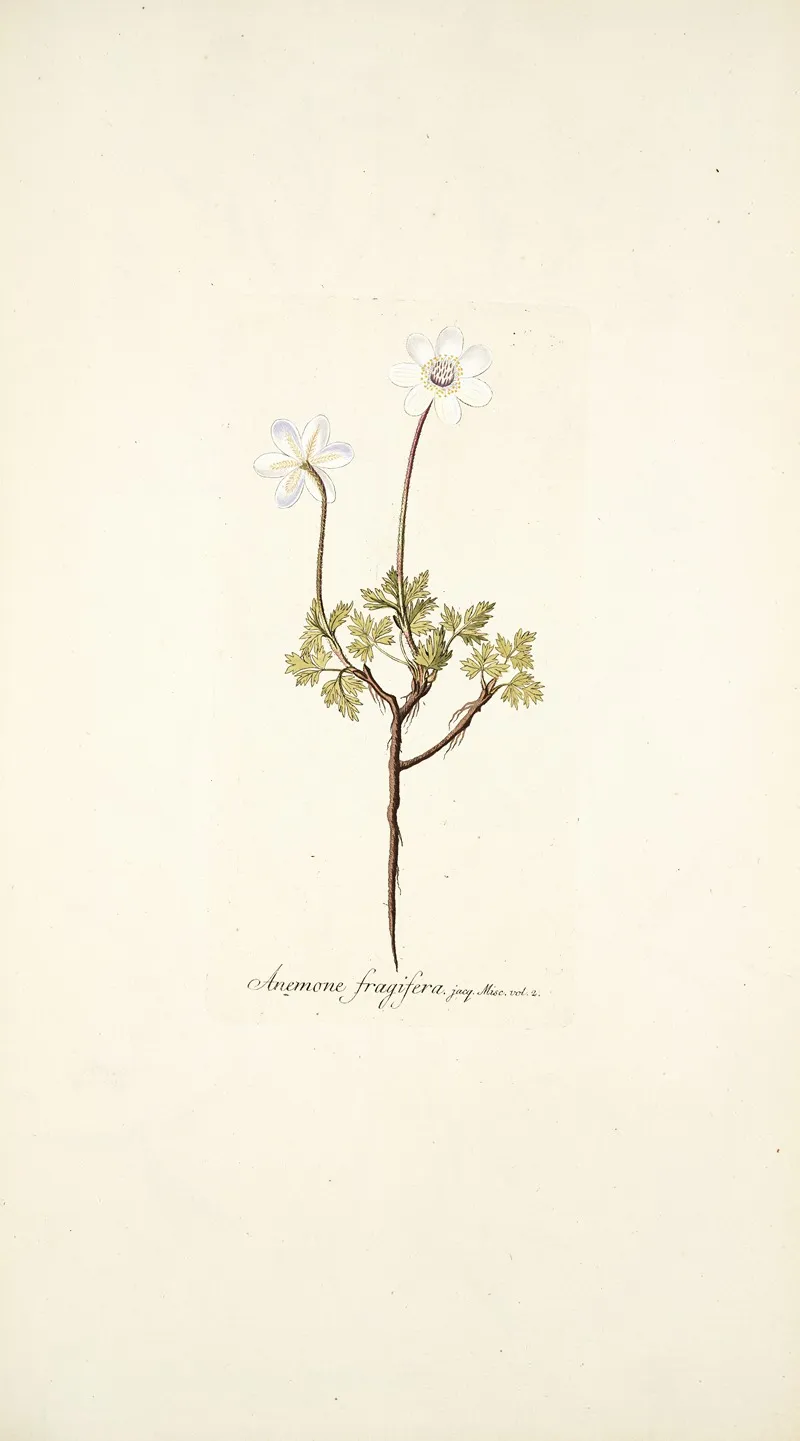 Anemone Fragifera Wall Art by Nikolaus Joseph Freiherr von Jacquin - High-Resolution Digital Print