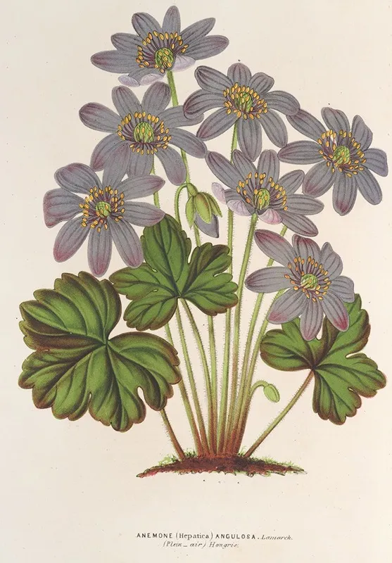 Anemone Hepatica Angulosa Wall Art by Charles Antoine Lemaire - High-Resolution Digital Print