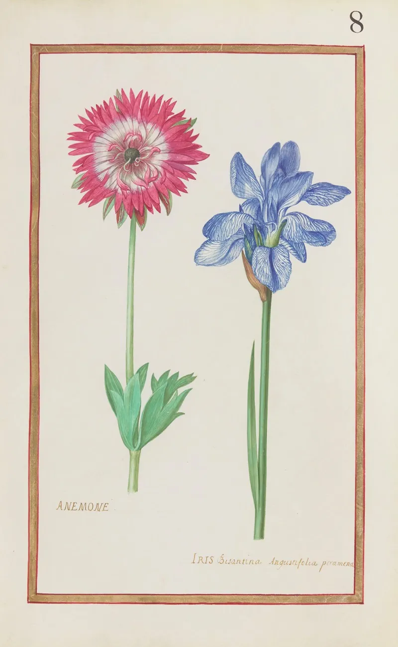 Anemone Iris Bisantina Angustifolia Peramena Wall Art by Daniel Rabel - High-Resolution Digital Print