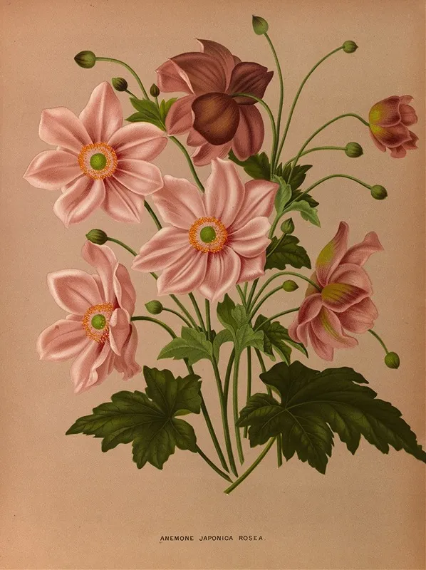 Anemone Japonica Rosea Wall Art by Arentina Hendrica Arendsen - High-Resolution Digital Print