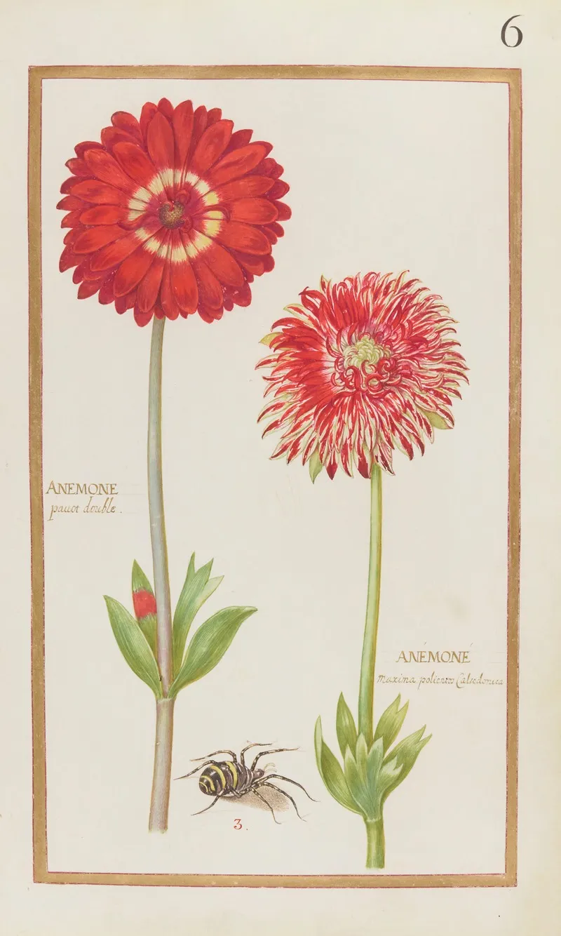 Anemone Pavot Double Anemone Maxima Polientos Calcedonica Wall Art by Daniel Rabel - High-Resolution Digital Print